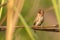 Male Scaly-breasted Munia perching on grass stalk looking into a distance