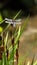 Male scarce chaser dragonfly, resting on an Iris.