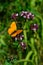 Male scarce copper (Lycaena virgaureae) sitting on a flowering Oregano (Origanum vulgare)