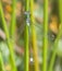 Male Scarce Emerald Damselfly With Wings Spread