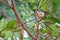 The male Scarlet-backed Flowerpecker perching on a branch