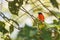 A male of Scarlet Minivet perching on a branch
