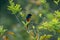 A Male Scarlet Minivet spotted at Kanthaloor, Kerala