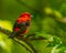 Male Scarlet Tanager