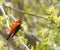 Male Scarlet Tanager