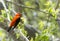 Male Scarlet Tanager