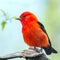 Male Scarlet Tanager in breeding plumage.Magee Marsh Wildlife Area.Oak Harbor.Ohio.USA