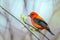 Male Scarlet Tanager in breeding plumage.Oak Harbor.Magee Marsh Wildlife Area.Ohio.USA