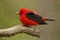 Male Scarlet Tanager on a dead bracnh