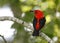 Male Scarlet Tanager Eating Mulberries