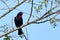 male of Scarlet-throated Tanager (Compsothraupis loricata) perched in the middle of vegetation