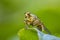 Male Scathophaga stercoraria, also known as the yellow dung fly or the golden dung fly