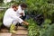 Male scientists inspecting plants