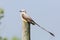 Male Scissor-tailed Flycatcher perched on fence post - Texas
