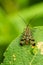 Male Scorpion Fly Panorpa communis sitting on a leaf