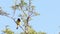 Male Scotts Oriole Bird In Tree