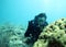 Male scuba diver on exotic coral reefs