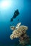 Male scuba diver observing a pufferfish.