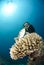 Male scuba diver observing a pufferfish.