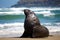 Male sea lion on the beach