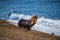 Male sea lion on the beach running away