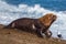 Male sea lion on the beach running away