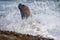 Male sea lion on the beach on sea wave foam