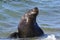 Male Sea Lion , Patagonia,