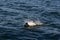 Male Sea Lion , Patagonia,