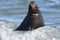 Male Sea Lion , Patagonia,