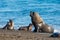 Male sea lion seal portrait on the beach