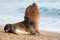 Male sea lion seal portrait on the beach