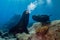 Male sea lions fighting underwater