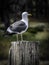 Male Seagull standing on dirty dock post
