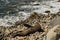 Male seal basking on rocks