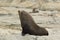 Male Seal standing guard on the rocky beach Kaikoura