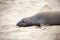 Male sealion at the beach