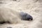 Male sealion at the beach