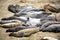 Male Sealions at the Beach in California