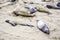 Male Sealions relax at the beach