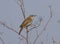 Male Sedge Warbler (Acrocephalus schoenobaenus).