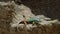 male Sekukhune flat lizard at Augrabies waterfall