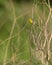 Male Serin on dry grass.