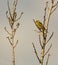 Male Serin singing