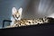 Male serval cat leptailurus serval sitting on top of cupboard.