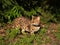 Male Serval Savannah Cat on a Leash