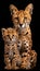 Male serval and serval kitten portrait with ample space on the left for text placement