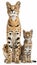 Male serval and serval kitten portrait with empty space for text, object on the side