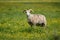 Male sheep standing in a green field filled with yellow flowers