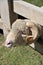 A male sheep waiting his lunch time with smiling face in a farm on a nice day.